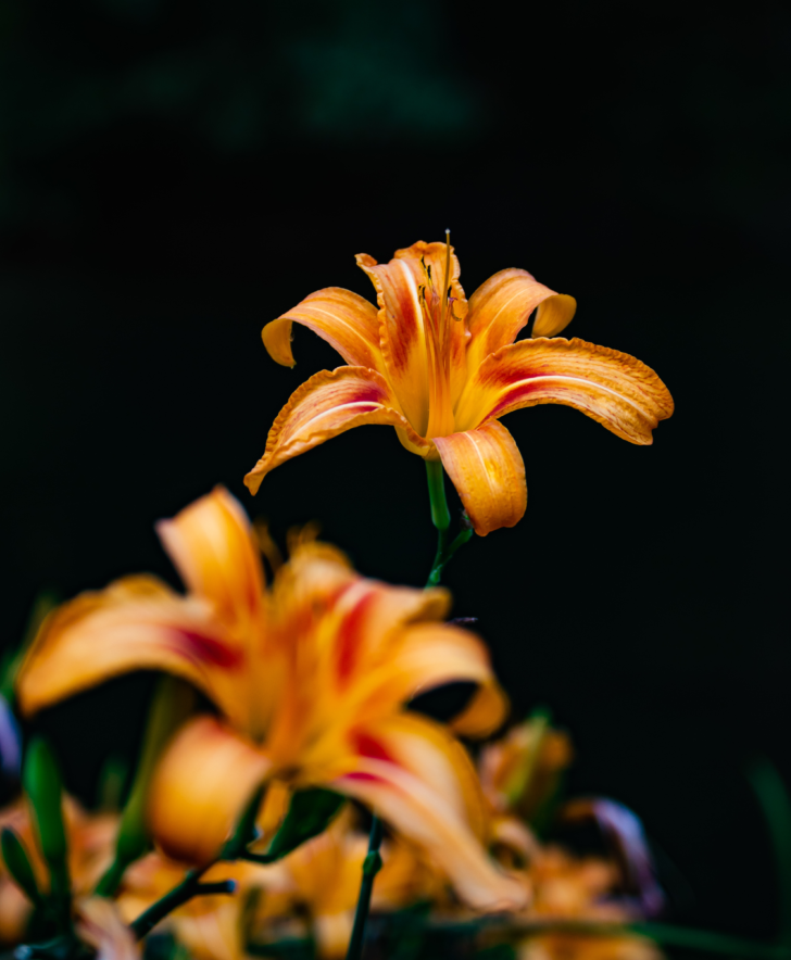 ユリ の 花粉